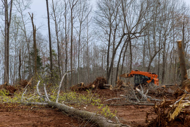 Reliable South Taft, CA Tree Services Solutions